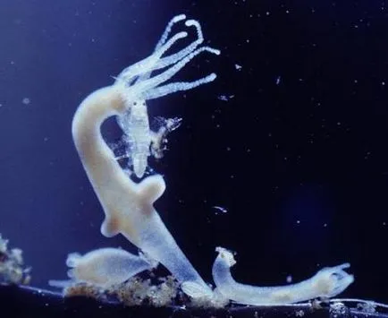 Hydra în acvariu cu creveți