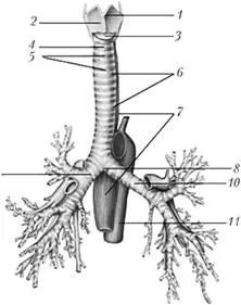 Gége - orgona hang, a légcsövet és a fő hörgőket - anatómia és élettan kor