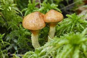 Boletus ciuperci beneficii și rău, conținutul caloric și compoziția