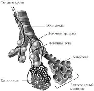 Gége - orgona hang, a légcsövet és a fő hörgőket - anatómia és élettan kor