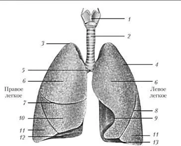 Gége - orgona hang, a légcsövet és a fő hörgőket - anatómia és élettan kor