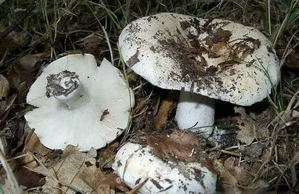 Gomba solyushki - fotó és leírás fajták, hogyan kell nézni, hol vannak