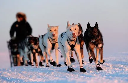 Racing caini de sanie - sezonul se apropie de sfârșit este interesant!