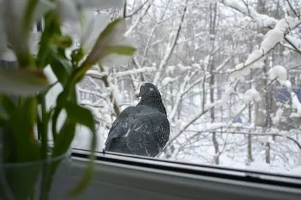 Dove hit az ablakon, és elrepült