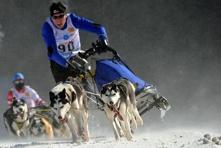 Racing szánhúzó kutyák - a szezon véget ér ez érdekes!