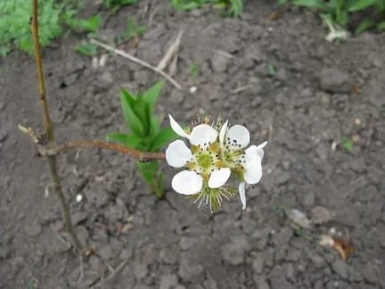 Pear propagarea neshi prin butași