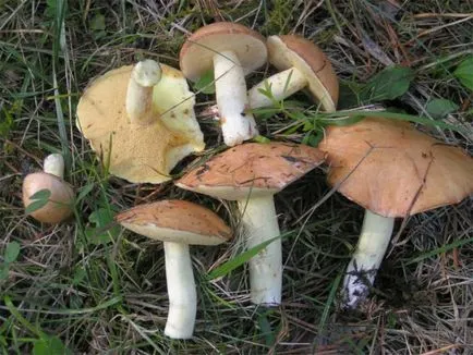 Boletus ciuperci beneficii și rău, conținutul caloric și compoziția