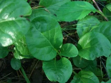 Wintergreen rotundifolia - hamis liliom