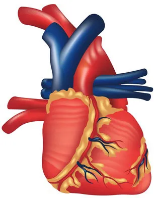 infarct miocardic, tratamentul infarctului miocardic în Israel