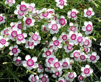 Dianthus deltoides - лечебни свойства и приложения, здраве книга