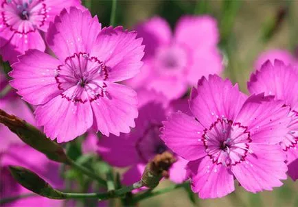 Dianthus deltoides - лечебни свойства и приложения, здраве книга