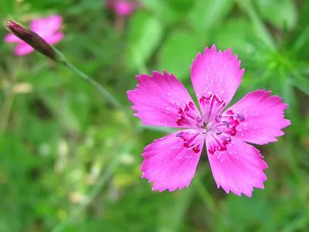 Dianthus deltoides - лечебни свойства и приложения, здраве книга