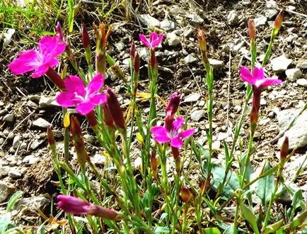 Dianthus deltoides - лечебни свойства и приложения, здраве книга