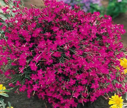 Dianthus deltoides - лечебни свойства и приложения, здраве книга