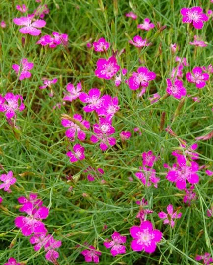 Dianthus deltoides - лечебни свойства и приложения, здраве книга