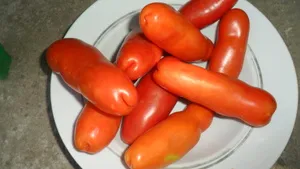 Érdekes eredeti fajta paradicsom és paprika