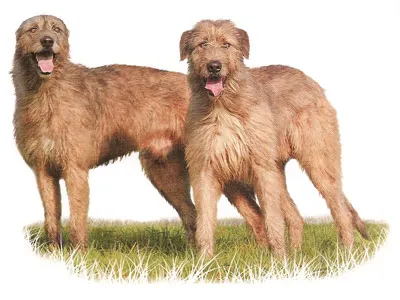 Ирландски вълкодав-голямото куче в света в един момент може да се бори с лъвове и вълци