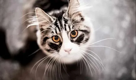 fapte interesante despre pisici cele mai surprinzătoare