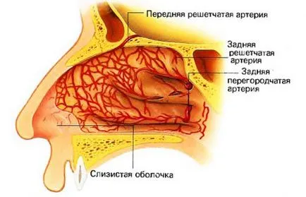 Eltért septum tünetei, diagnózisa