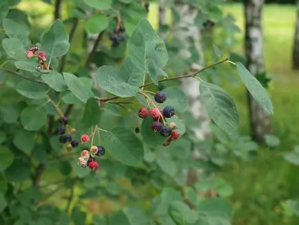 plantare Saskatoon, de îngrijire, de reproducție