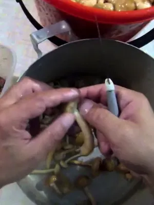 Как бързо почистване на гъби преди готвене и мариноване снимка, почистване гъбички видео