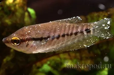 multifiliis Ichthyophthirius în pești (ichthyophthirvus multifiliis)