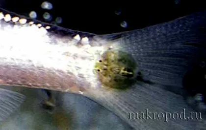 multifiliis Ichthyophthirius în pești (ichthyophthirvus multifiliis)
