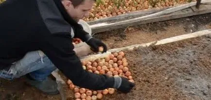 Hogyan lehet gyorsan növekszik zöldhagyma