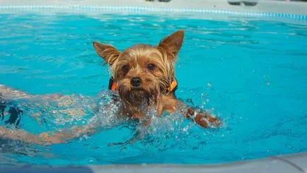 Yorkshire Terrier și tratamentul bolii, simptomele