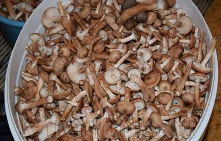 Cum se curata ciupercile regulile de colectare pentru curățarea rapidă a ciupercilor proaspete