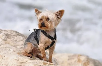 Yorkshire Terrier și tratamentul bolii, simptomele