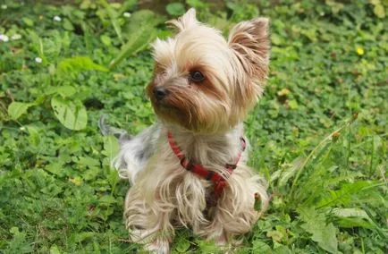 Yorkshire Terrier și tratamentul bolii, simptomele