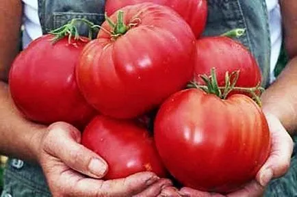 Iodul pentru răsadurilor de tomate