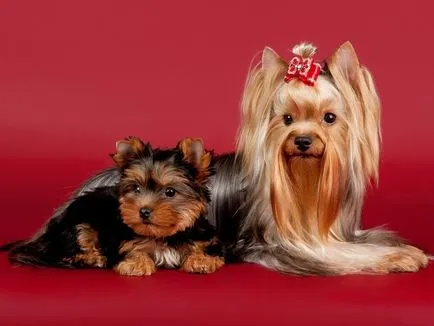 Yorkshire Terrier - o descriere si caracteristici, argumente pro și contra de caracteristici de rasă și conținut