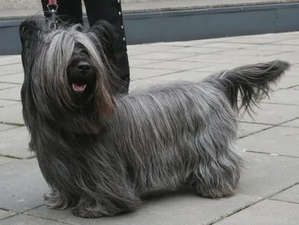 Yorkshire terrier - leírása és jellemzői, előnyei és hátrányai a fajta funkciók és tartalmak