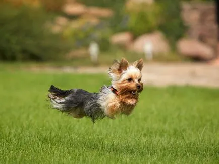 Yorkshire Terrier - o descriere si caracteristici, argumente pro și contra de caracteristici de rasă și conținut