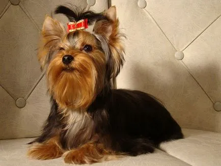 Yorkshire Terrier - o descriere si caracteristici, argumente pro și contra de caracteristici de rasă și conținut