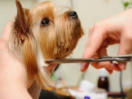 Yorkshire terrier - leírása és jellemzői, előnyei és hátrányai a fajta funkciók és tartalmak