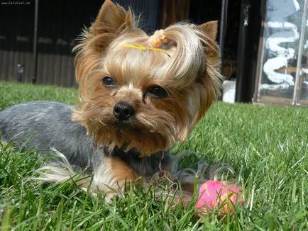 Yorkshire Terrier - o descriere si caracteristici, argumente pro și contra de caracteristici de rasă și conținut