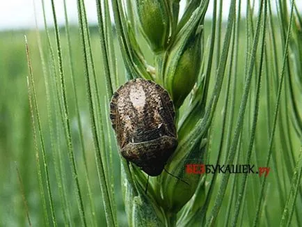 Hogyan kell kezelni a poloska káros bug - kártevő Gabona