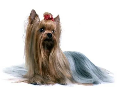 Yorkshire terrier - leírása és jellemzői, előnyei és hátrányai a fajta funkciók és tartalmak