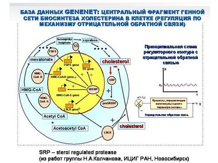 Изменчивост - studopediya