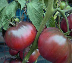 Care sunt soiurile de tomate dau cel mai mare randament în Crimeea