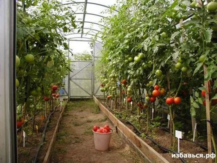 Hogyan lehet megszabadulni a nitrátok zöldségek és gyümölcsök