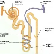 A szerkezet a nephron