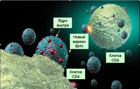 Szerkezete és tulajdonságai a humán immundeficiencia vírus