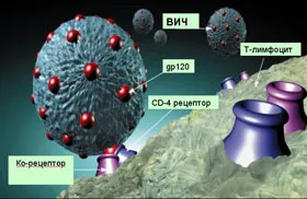 Szerkezete és tulajdonságai a humán immundeficiencia vírus