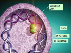 Структура и свойства на човешкия имунодефицитен вирус