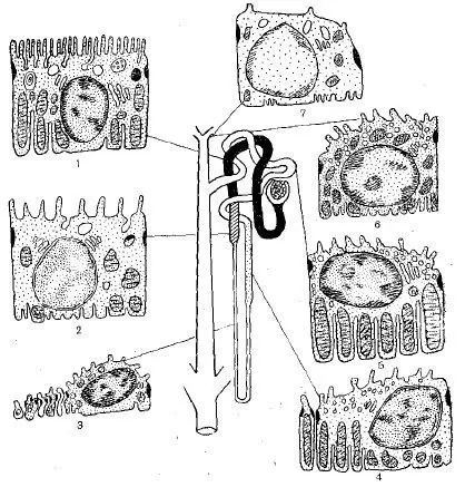 Szerkezete és funkciója vesetubulusok nephron