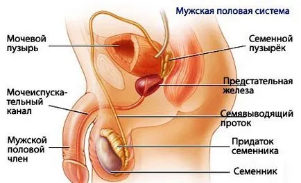 Structura penisului anatomie, structura